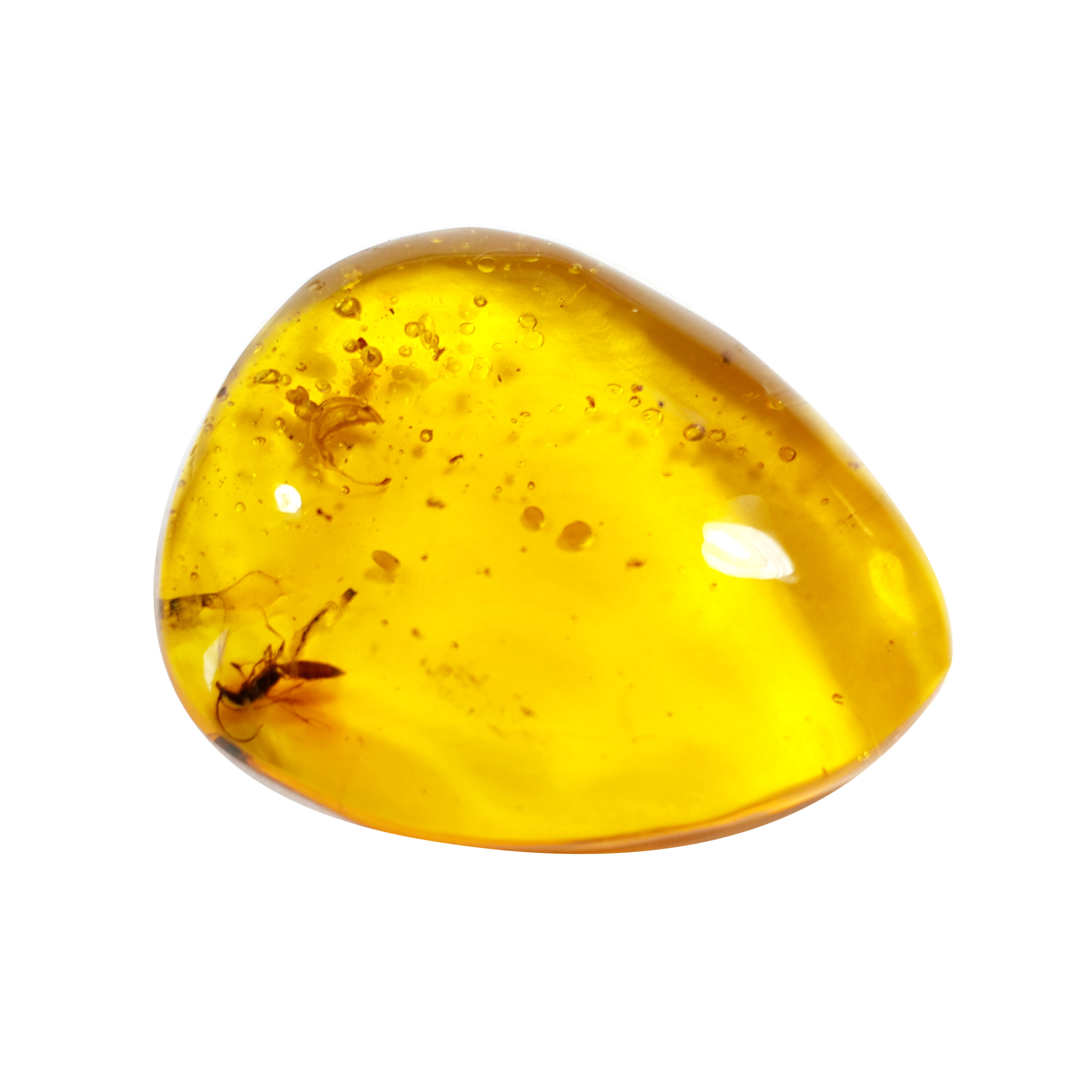 Jor-Specimen-Product 81
