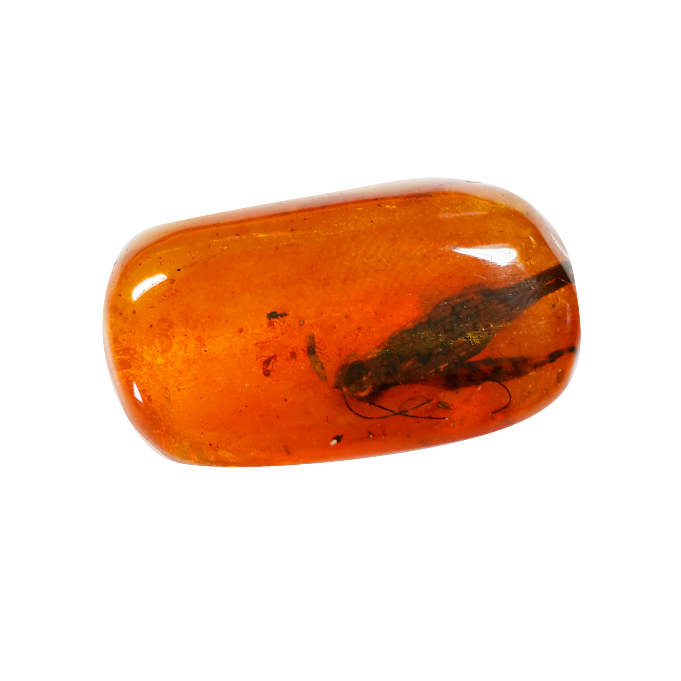 Jor-Specimen-Product 87