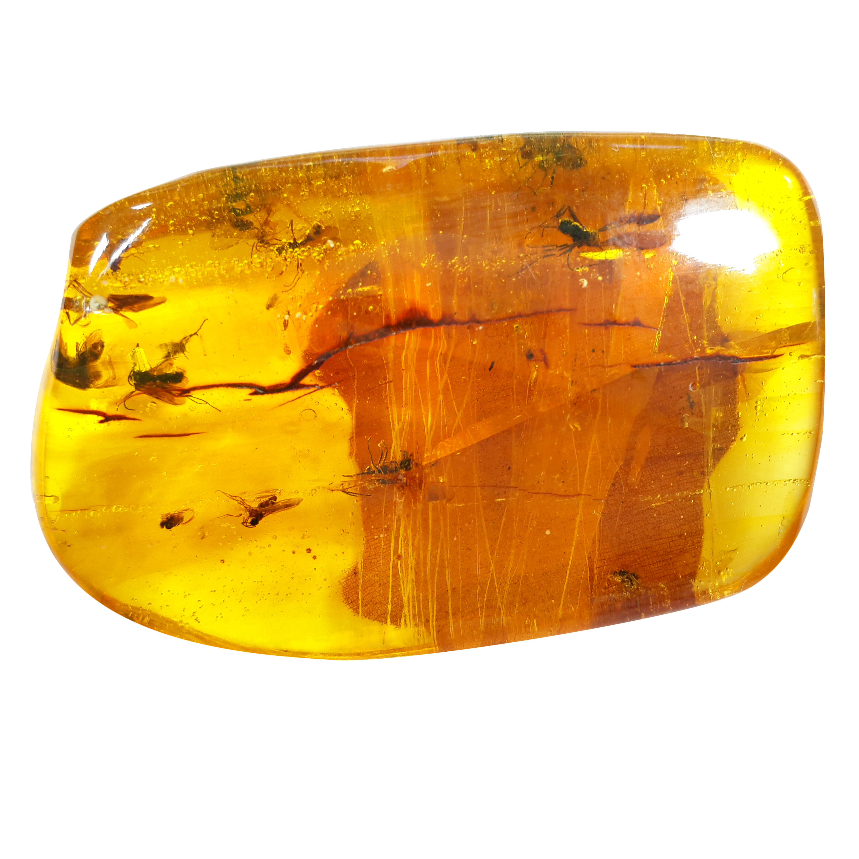 Jor-Specimen-Product 73